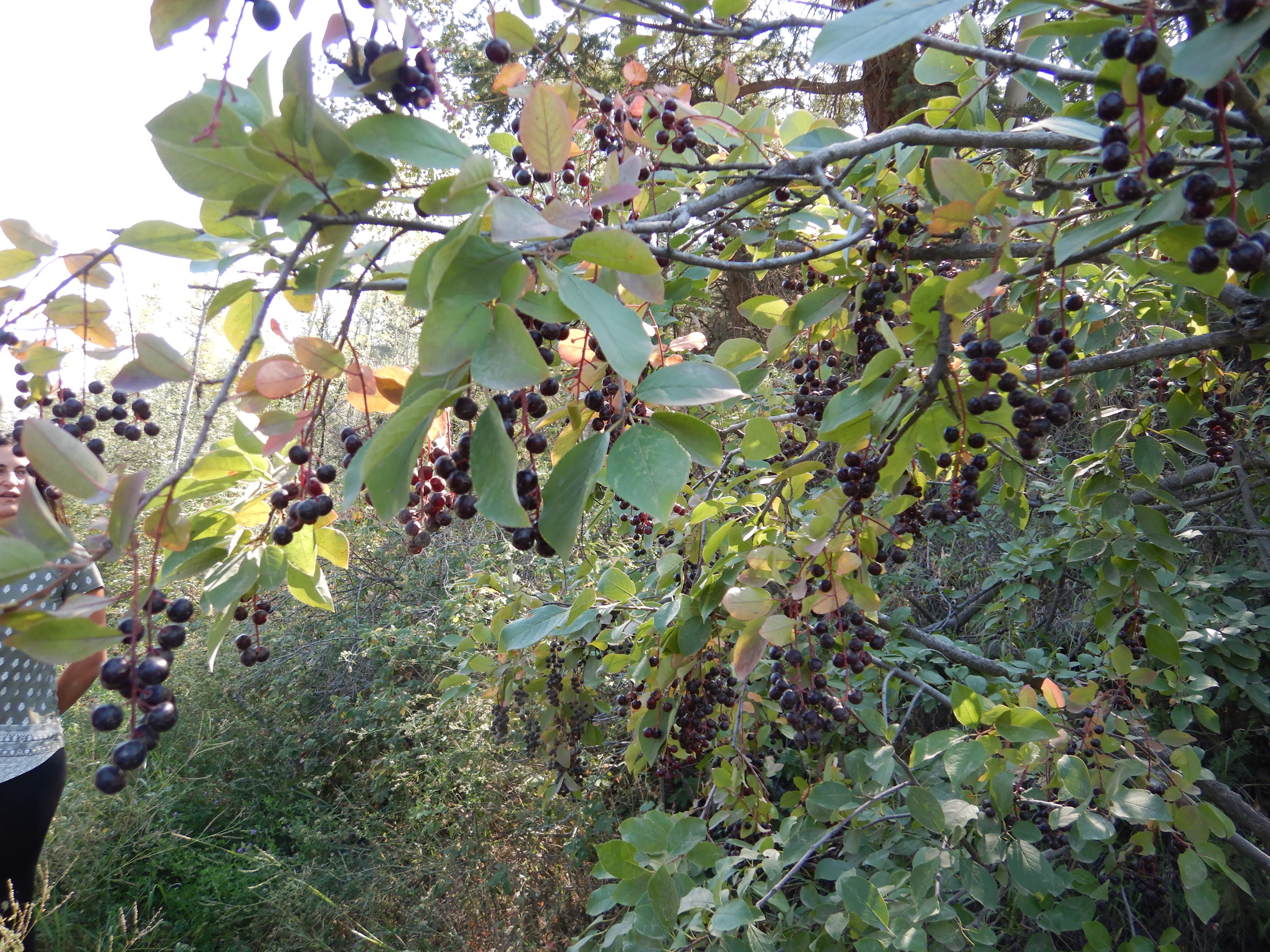 Place Based Learning At Alexis Creek School helen wight