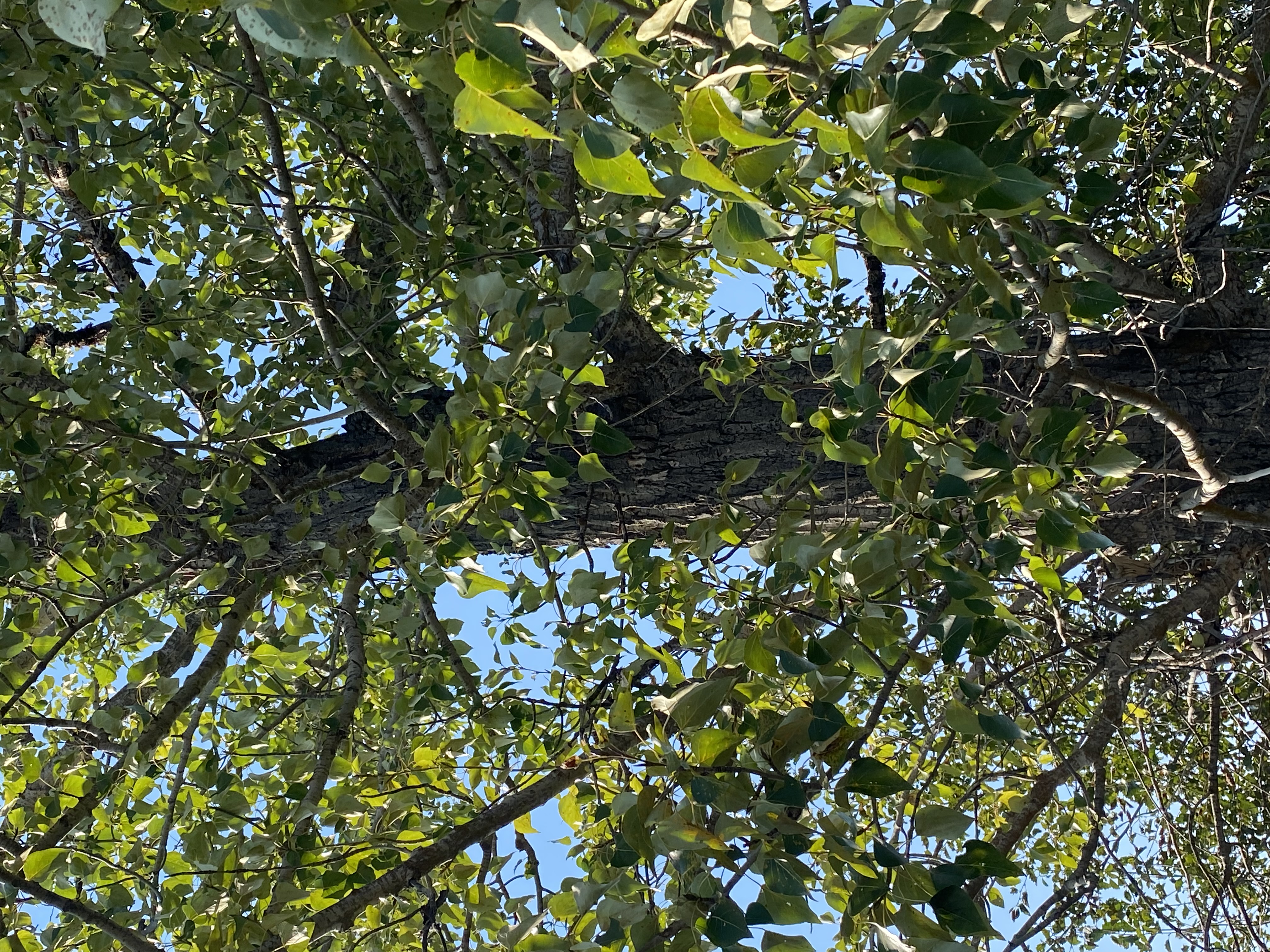 Place Based Learning at Alexis Creek School 2 helen wight