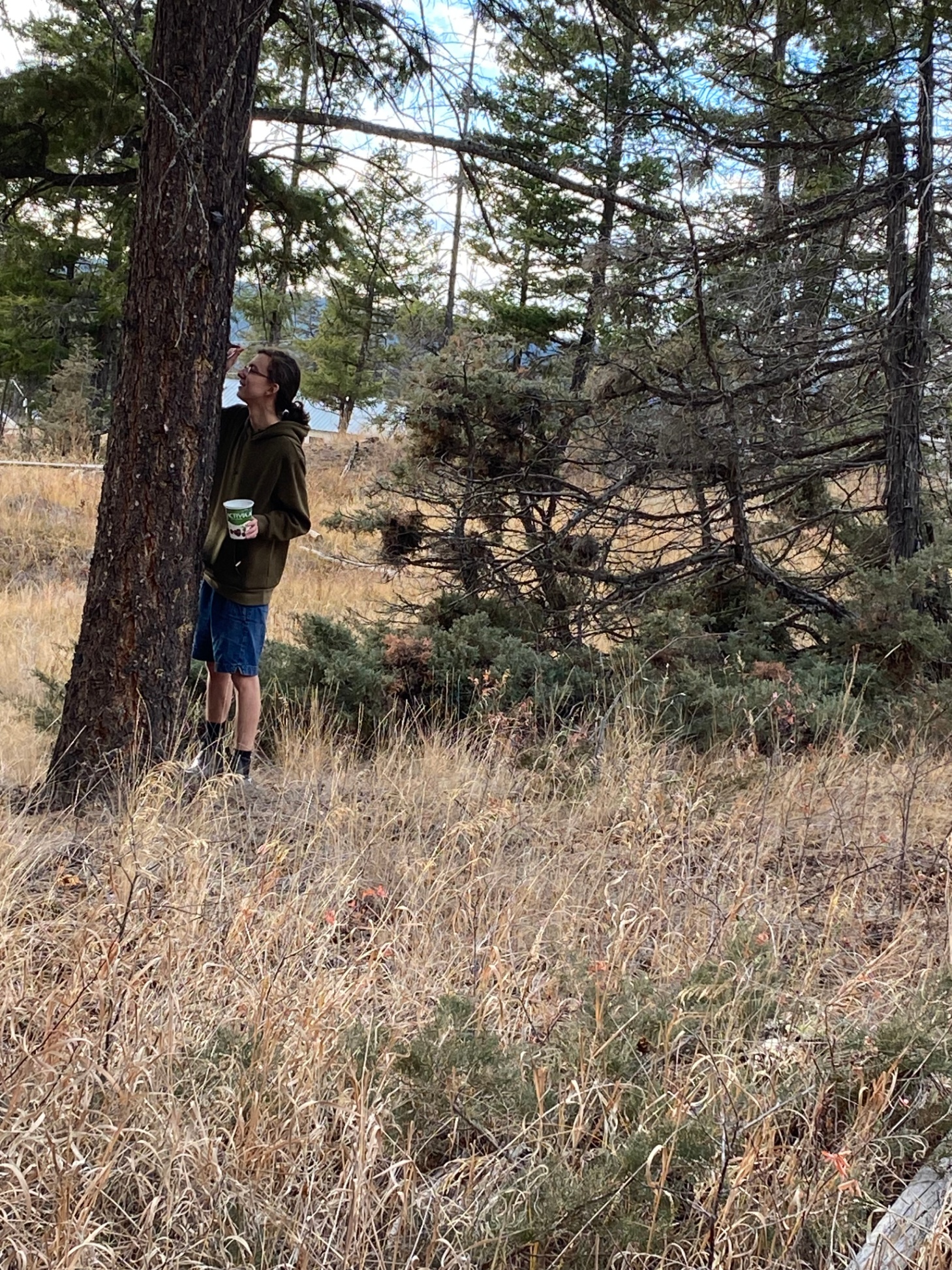 Gathering Pitch and Making Salve 2 helen wight